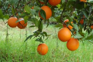 Árboles y naranjas del productor orgánico Biovalle