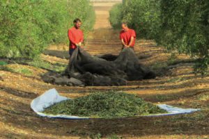 El productor de aceite de oliva ecológico Rafael García cosechando aceitunas