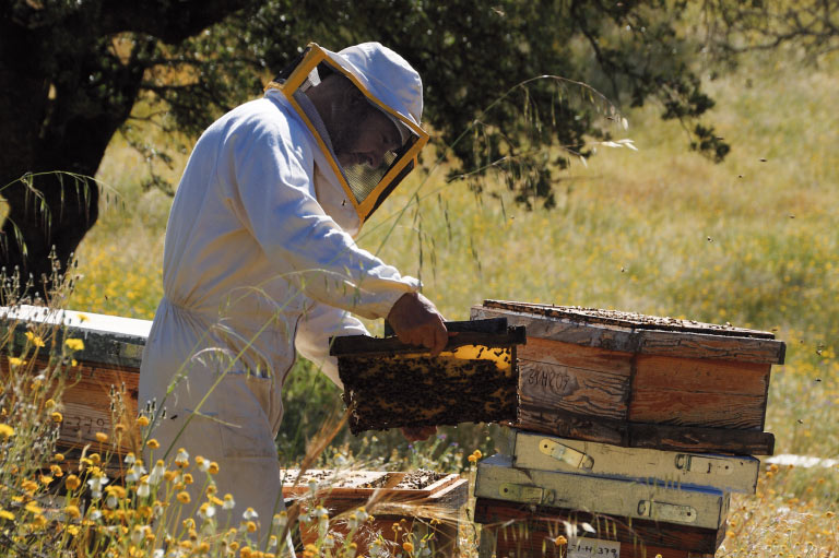 Productor de miel orgánica Sol y Tierra trabajando con colmenas