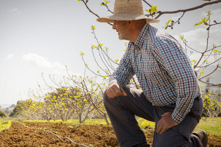 Productor de higos y hortalizas ecológicas Francisco Sedeño