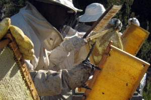 Productor de miel orgánica VerdeMiel trabajando con colmenas