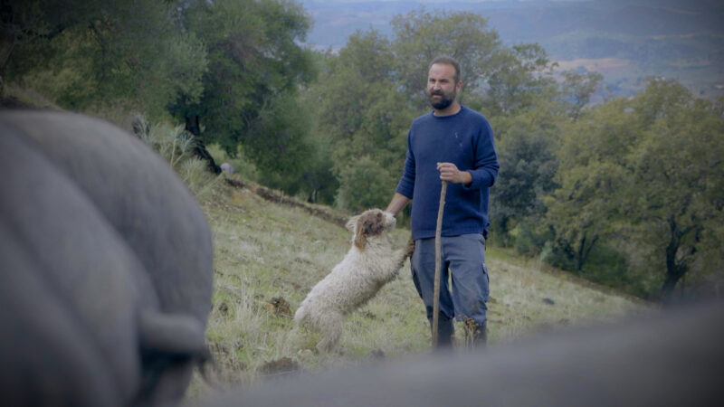 The pig herder with his dog