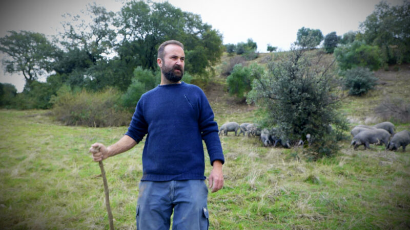 The pig herder with his animals