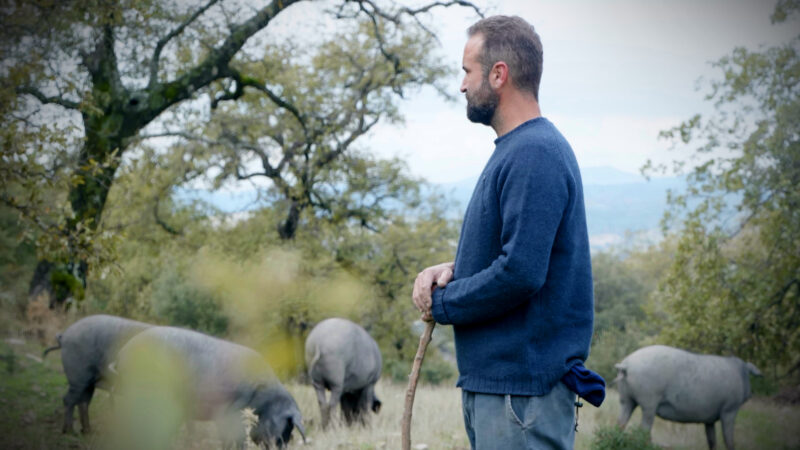 Antonio tends his pigs