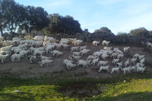 A flock of sheep walking on a hillside