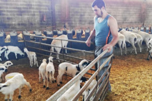 Een boer die schapen hoedt in een schuur