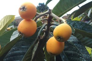 Medlar fruit ripening on the tree