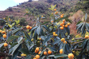 Mispelbomen op het platteland dicht bij Malaga