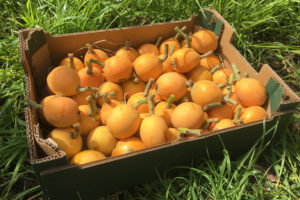 Harvested medlars in a box