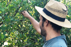 Biologische boer Cristobal Rueda verzorgt een fruitboom