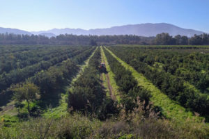 The orange groves of organic farmer Francisco León Barceló