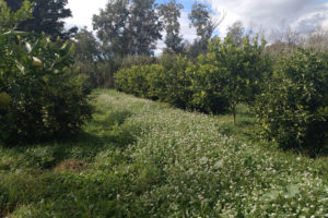 Limoneros del agricultor orgánico Paco Bedoya