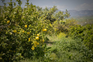 Lemon trees in the Valle del Guadalhorce near Málaga