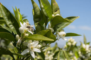 Flor en un limonero