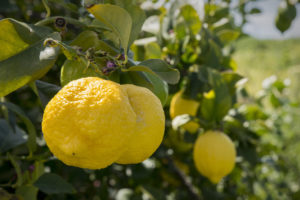 Limones que crecen en el árbol