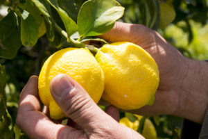 Productor orgánico Paco Bedoya inspeccionando limones en el árbol