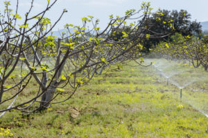 Fig trees in the Valle del Guadalhorce near Málaga