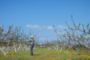Organic farmer Francisco Sedeño tending to his fig trees