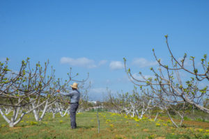 El agricultor ecológico Francisco Sedeño cuidando sus higueras