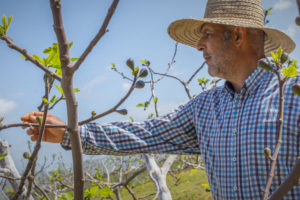 Organic farmer Francisco Sedeño inspecting a fig tree