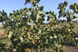 Pistachio trees with nuts before harvest