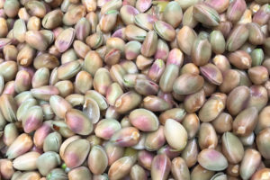 Harvested pistachio nuts