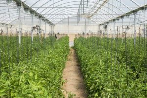 The greenhouse of producer Ruben Ayala with young tomato plants