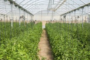 El invernadero del productor Ruben Ayala con plantas de tomate jóvenes