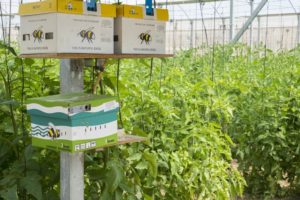 Bee hives in the greenhouse of producer Ruben Ayala