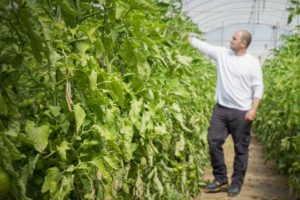 Biologische boer Ruben Ayala inspecteert tomatenplanten