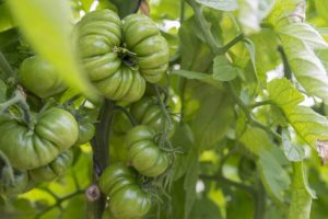 Groene biologische tomaten op de wijnstok