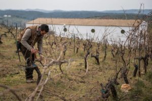 Het verzorgen van de wijnstokken van biologische wijnproducent Tierra Savia