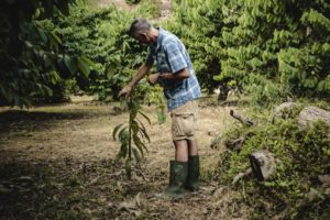 El agricultor orgánico José Antonio González trabaja con árboles de aguacate