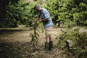 L'agriculteur biologique Jose Antonio González travaille avec des avocatiers