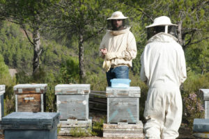 Dos productores de miel orgánica Verde Miel agregando azúcar a las colmenas de abejas