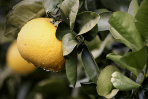 Grapefruit growing on the tree