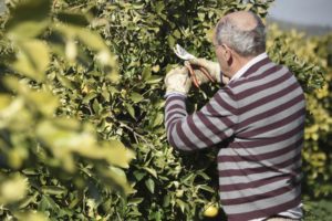 Organic farmer Francisco González Martín tending to his grapefruit trees