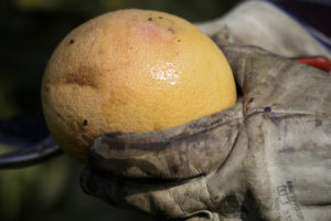 Pomelo ecológico