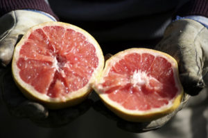 Sliced organic grapefruit