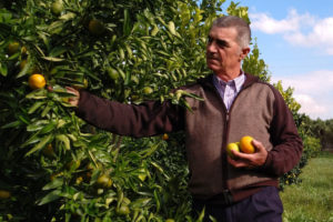 Productor orgánico de cítricos Paco Bedoya recogiendo limones