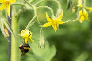 Een bij die een tomatenplant bestuift