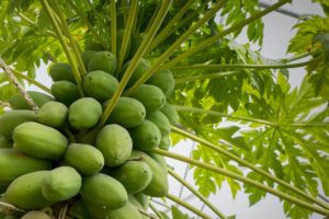 Fruta de papaya verde que crece en un árbol
