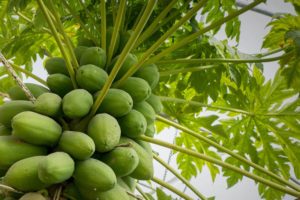 Green papaya fruit growing on a tree