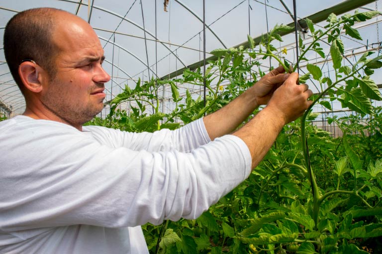 El productor de frutas y verduras orgánicas Rubén Ayala trabaja en su invernadero