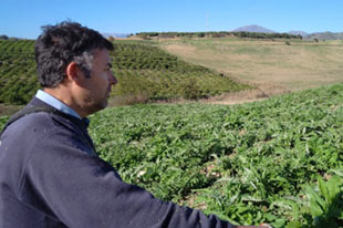 Organic orange and lemon producer Antonio Gámez