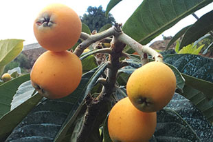 Medlars grown by organic producer Bosque Tropical