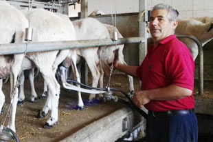 Organic cheese producer Alonso Santos de Pedro of El Fornazo