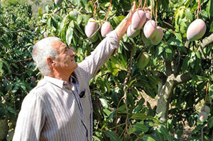 Productor orgánico de aguacate y mango Enrique López