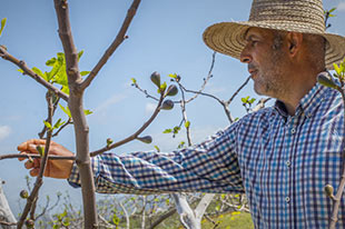 Organic farmer Francisco Sedeño inspecting a fig tree