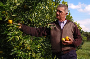 Biologische citrusproducent Paco Bedoya die citroenen plukt